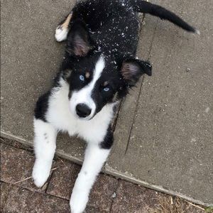 Meet your Posher, Maggie